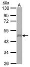 Zinc finger protein DPF3 antibody, PA5-31963, Invitrogen Antibodies, Western Blot image 