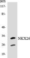 NK2 Homeobox 6 antibody, LS-C200272, Lifespan Biosciences, Western Blot image 