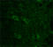 Opioid Receptor Delta 1 antibody, ADI-905-745-100, Enzo Life Sciences, Immunohistochemistry paraffin image 