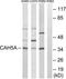 Carbonic Anhydrase 5A antibody, TA313539, Origene, Western Blot image 