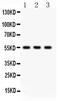 Phospholipid Transfer Protein antibody, PA5-79834, Invitrogen Antibodies, Western Blot image 