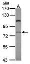 RAS guanyl-releasing protein 4 antibody, orb69878, Biorbyt, Western Blot image 