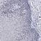 Polycomb Group Ring Finger 5 antibody, HPA038349, Atlas Antibodies, Immunohistochemistry frozen image 