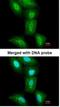 26S protease regulatory subunit 8 antibody, NBP1-33309, Novus Biologicals, Immunocytochemistry image 