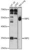 X-Box Binding Protein 1 antibody, GTX32974, GeneTex, Western Blot image 