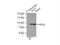 Valosin Containing Protein antibody, 10736-1-AP, Proteintech Group, Immunoprecipitation image 