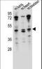 Protein naked cuticle homolog 1 antibody, LS-C164888, Lifespan Biosciences, Western Blot image 