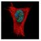 Aly/REF Export Factor antibody, NBP1-33598, Novus Biologicals, Immunofluorescence image 