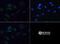 DHSB antibody, NBP1-54154, Novus Biologicals, Immunofluorescence image 