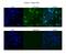 Splicing Factor 3a Subunit 1 antibody, A05483, Boster Biological Technology, Immunohistochemistry frozen image 