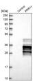 Proline Rich 11 antibody, PA5-54927, Invitrogen Antibodies, Western Blot image 