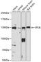 Importin 8 antibody, 15-665, ProSci, Western Blot image 