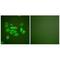 Keratin 10 antibody, A02305, Boster Biological Technology, Immunofluorescence image 