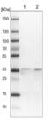 Spermatogenesis And Centriole Associated 1 Like antibody, NBP1-90939, Novus Biologicals, Western Blot image 