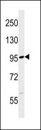 F-box/LRR-repeat protein 19 antibody, LS-C159628, Lifespan Biosciences, Western Blot image 