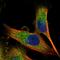 Calcium Binding And Coiled-Coil Domain 1 antibody, HPA038313, Atlas Antibodies, Immunofluorescence image 