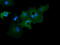 Growth arrest-specific protein 7 antibody, TA501756, Origene, Immunofluorescence image 