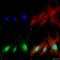 BCL2 Interacting Protein 3 antibody, SPC-685D-A488, StressMarq, Immunofluorescence image 