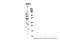 ADP-ribosylation factor 3 antibody, NBP1-58941, Novus Biologicals, Western Blot image 
