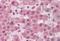 Pyruvate carboxylase, mitochondrial antibody, orb19731, Biorbyt, Immunohistochemistry paraffin image 