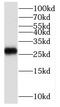 SCO Cytochrome C Oxidase Assembly Protein 2 antibody, FNab07651, FineTest, Western Blot image 