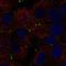 Claudin 9 antibody, HPA076613, Atlas Antibodies, Immunofluorescence image 