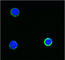 CD3 antibody, 344820, BioLegend, Immunofluorescence image 