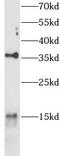 Peptidoglycan recognition protein 1 antibody, FNab10509, FineTest, Western Blot image 