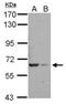 RAB11 Family Interacting Protein 5 antibody, NBP2-20035, Novus Biologicals, Western Blot image 