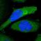 Lymphocyte Transmembrane Adaptor 1 antibody, HPA002461, Atlas Antibodies, Immunofluorescence image 