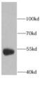 RAB3A Interacting Protein antibody, FNab07033, FineTest, Western Blot image 
