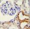 Hyaluronidase-2 antibody, LS-C165093, Lifespan Biosciences, Immunohistochemistry frozen image 