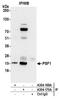 Psf1 antibody, A304-170A, Bethyl Labs, Immunoprecipitation image 
