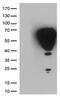 Fos Proto-Oncogene, AP-1 Transcription Factor Subunit antibody, CF806868, Origene, Western Blot image 
