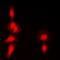 Protein HEXIM1 antibody, orb393313, Biorbyt, Immunofluorescence image 