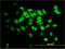 Small glutamine-rich tetratricopeptide repeat-containing protein alpha antibody, LS-C198184, Lifespan Biosciences, Immunofluorescence image 