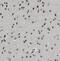Exosome Component 4 antibody, FNab02904, FineTest, Immunohistochemistry frozen image 