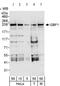Golgi Brefeldin A Resistant Guanine Nucleotide Exchange Factor 1 antibody, ab86071, Abcam, Western Blot image 
