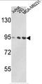 p97 antibody, AP17823PU-N, Origene, Western Blot image 