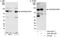 A-Kinase Anchoring Protein 8 antibody, A301-061A, Bethyl Labs, Western Blot image 