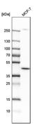 Dihydroorotate Dehydrogenase (Quinone) antibody, PA5-52880, Invitrogen Antibodies, Western Blot image 