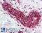 PCNA antibody, LS-B402, Lifespan Biosciences, Immunohistochemistry frozen image 