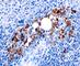 Acid Phosphatase 5, Tartrate Resistant antibody, V2794SAF-100UG, NSJ Bioreagents, Flow Cytometry image 