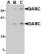 Atypical Chemokine Receptor 1 (Duffy Blood Group) antibody, LS-B2306, Lifespan Biosciences, Western Blot image 