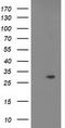 Cyclin Dependent Kinase Inhibitor 3 antibody, TA503583, Origene, Western Blot image 