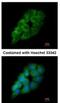 Aspartyl-TRNA Synthetase antibody, NBP1-33689, Novus Biologicals, Immunofluorescence image 