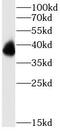 Peripherin 2 antibody, FNab06822, FineTest, Western Blot image 