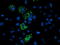 Uncharacterized protein C4orf42 antibody, TA503479, Origene, Immunofluorescence image 