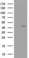 Reticulon 4 Interacting Protein 1 antibody, TA504093S, Origene, Western Blot image 