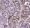 Guanine Deaminase antibody, A01619-1, Boster Biological Technology, Immunohistochemistry frozen image 